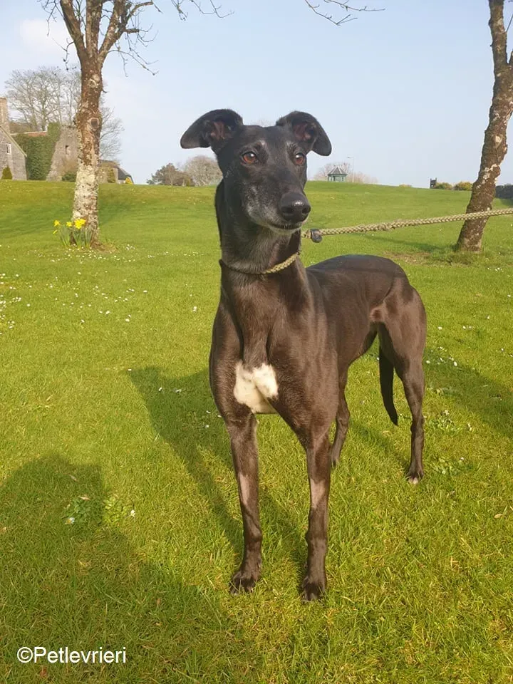 Flavia adozione levrieri greyhound 5 1