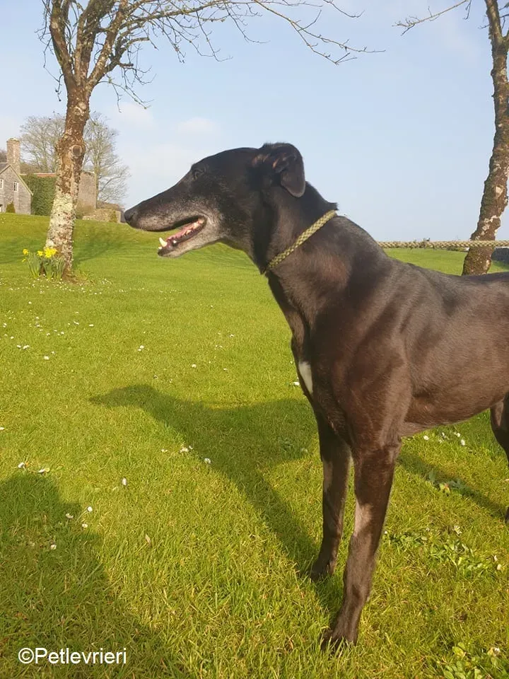 Flavia adozione levrieri greyhound 6 1