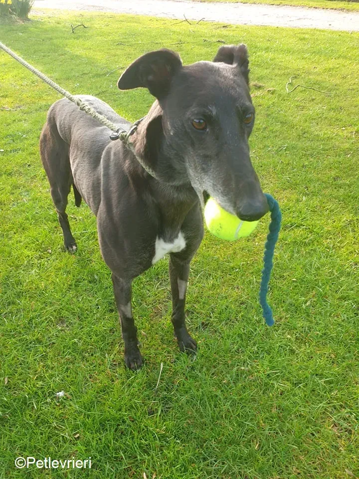 Flavia adozione levrieri greyhound 7