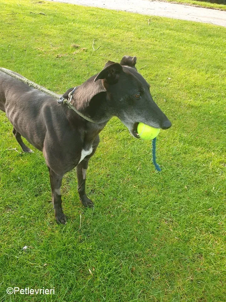 Flavia adozione levrieri greyhound 8