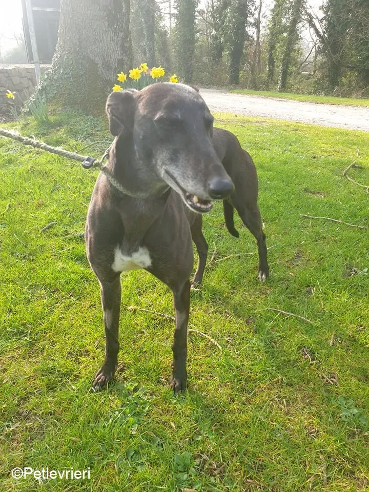 Flavia adozione levrieri greyhound 9