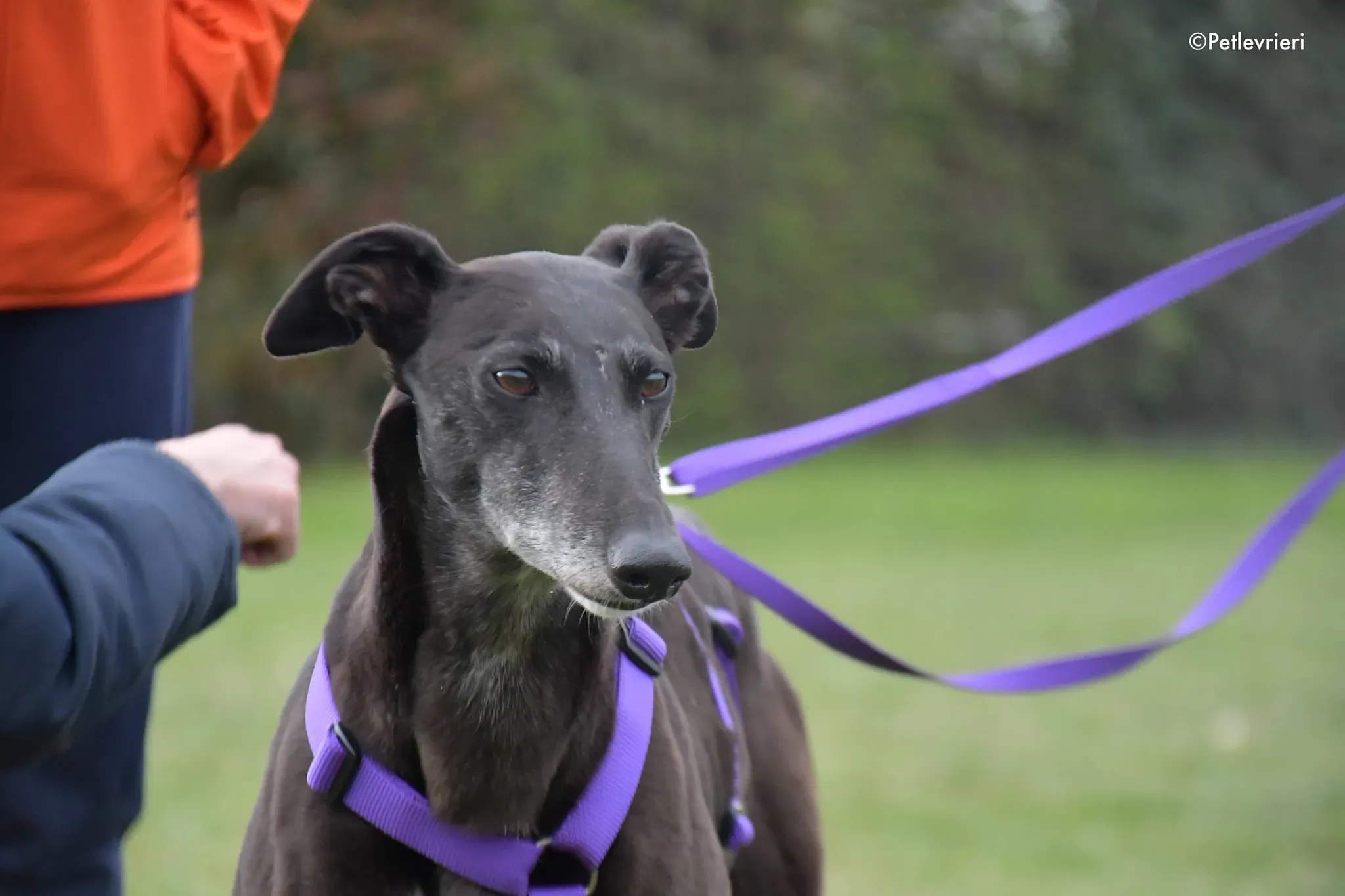 Flavia greyhound black adozione foster levrieri 1