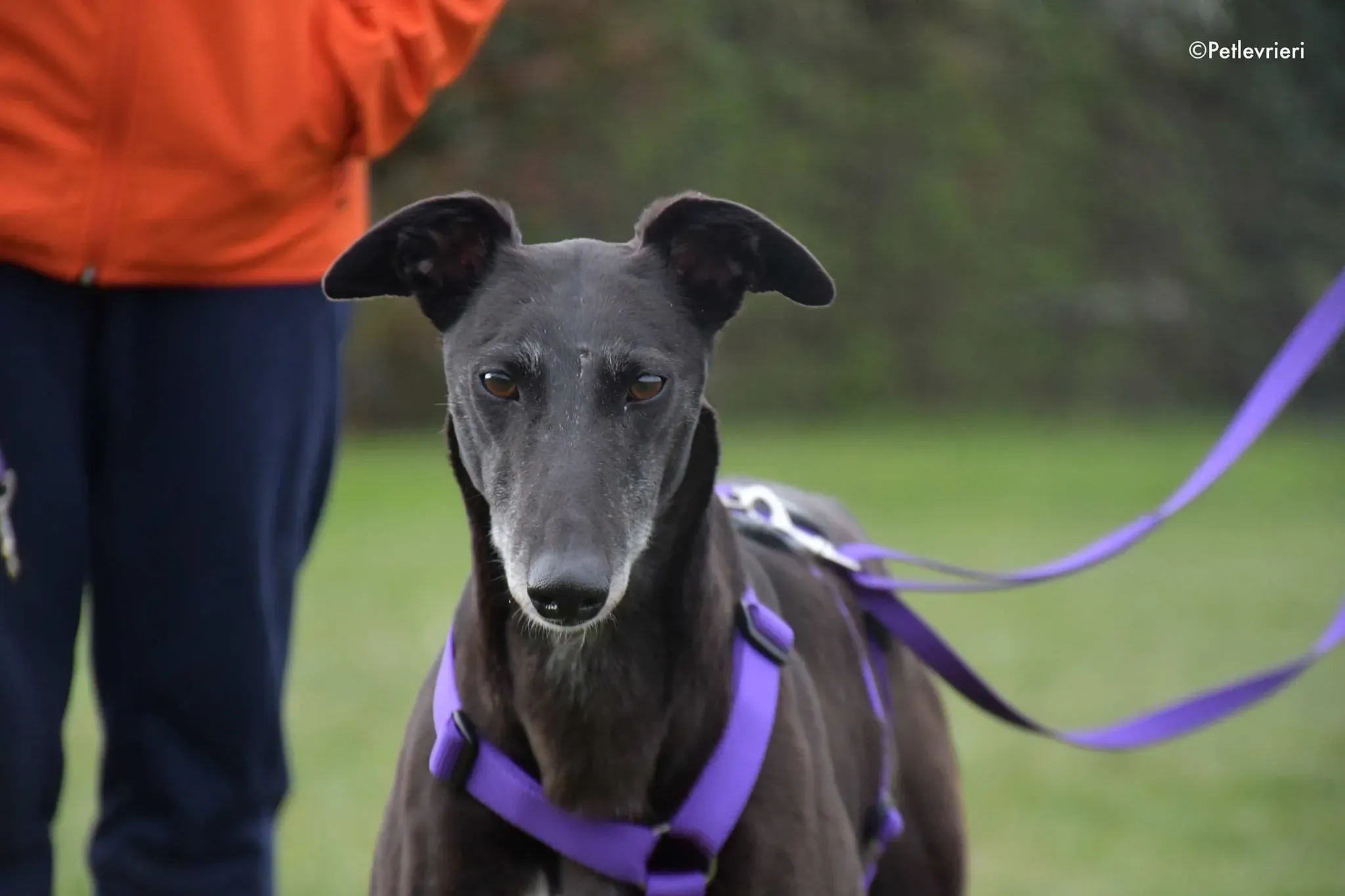 Flavia greyhound black adozione foster levrieri 3