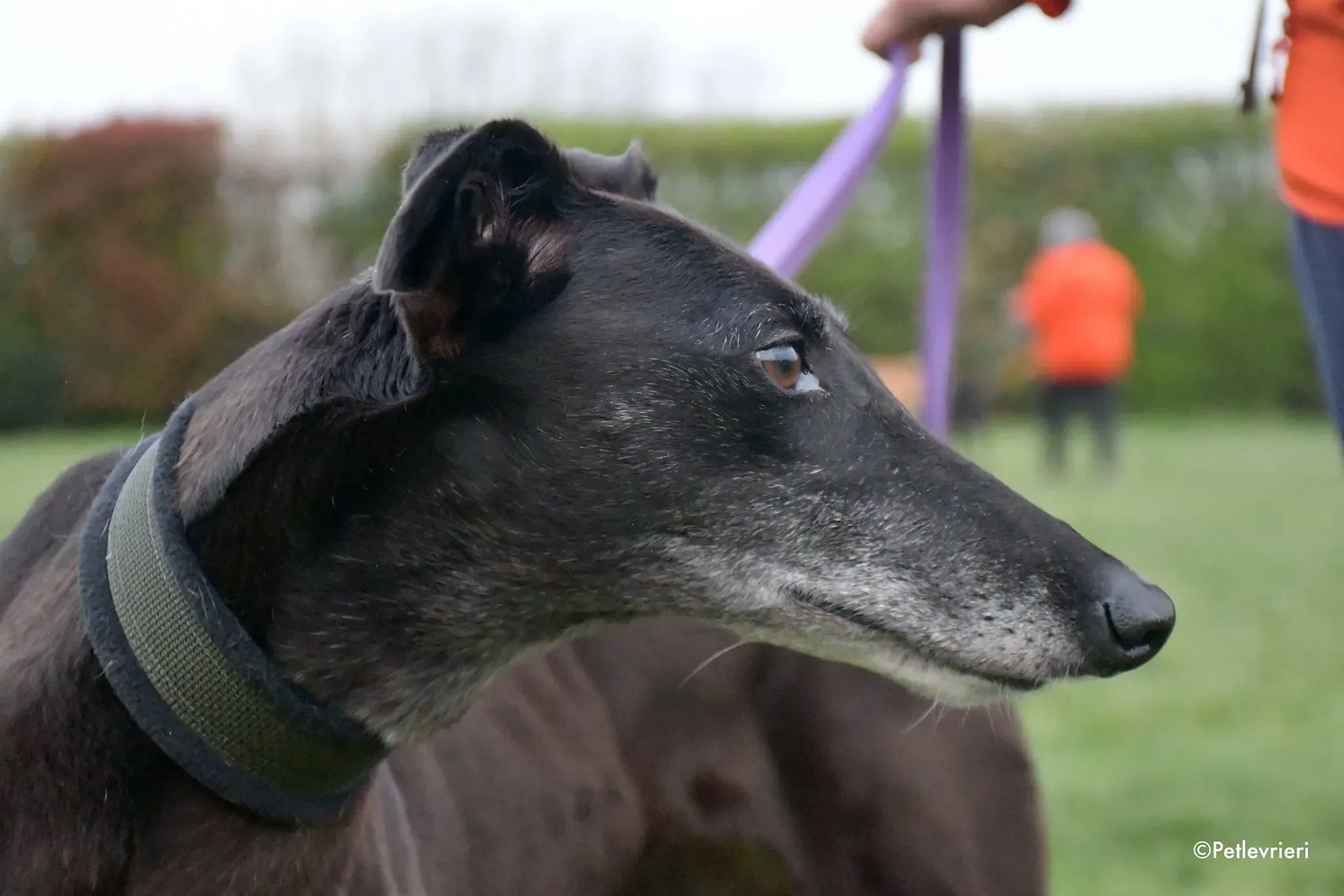 Flavia greyhound black adozione foster levrieri 4