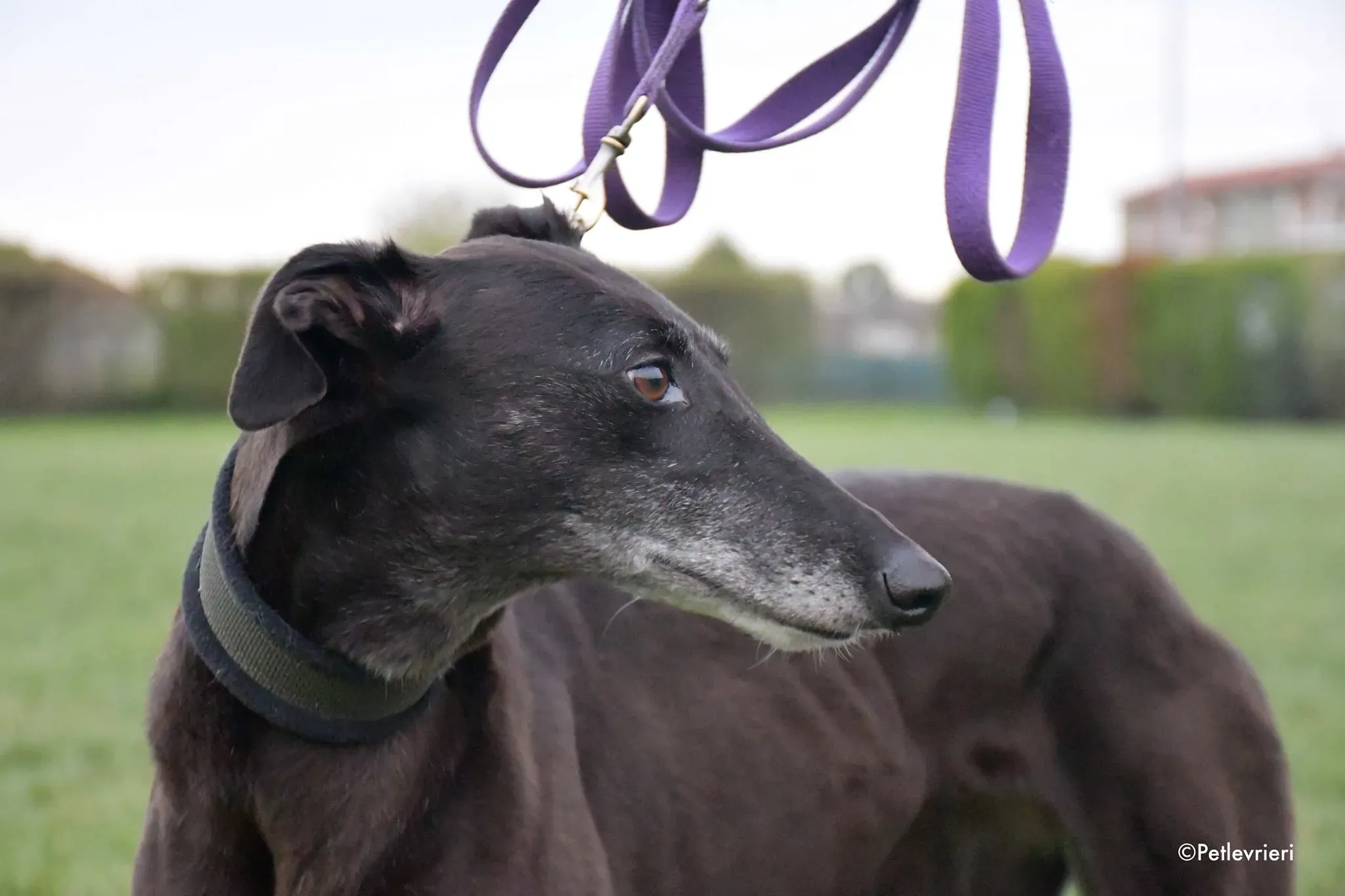 Flavia greyhound black adozione foster levrieri 5