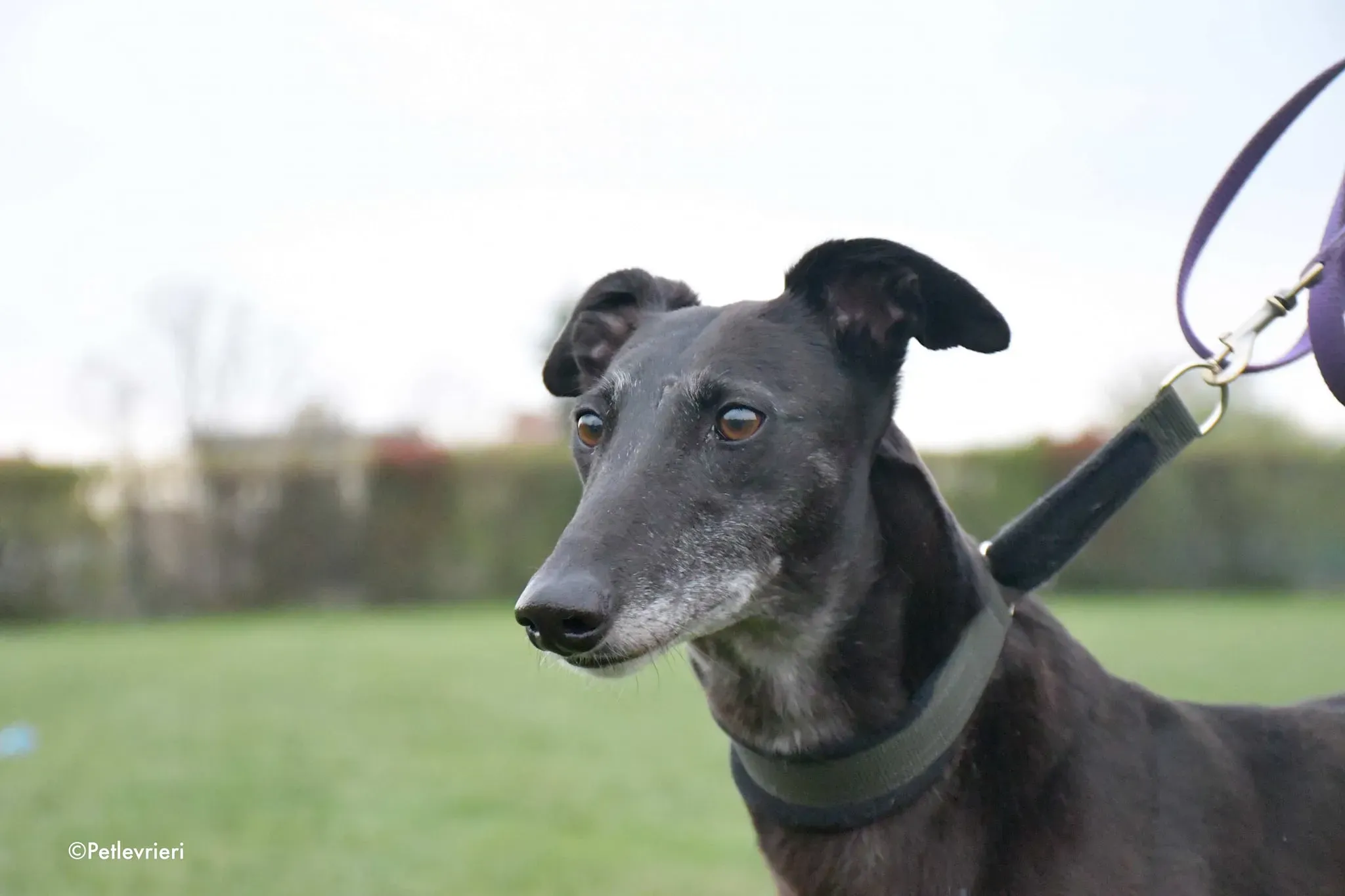 Flavia greyhound black adozione foster levrieri 6