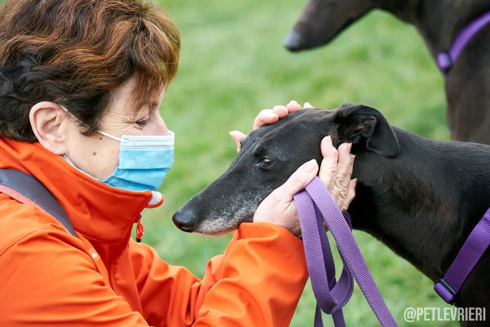 Flavia greyhound ironlady adozione levrieri foster 1