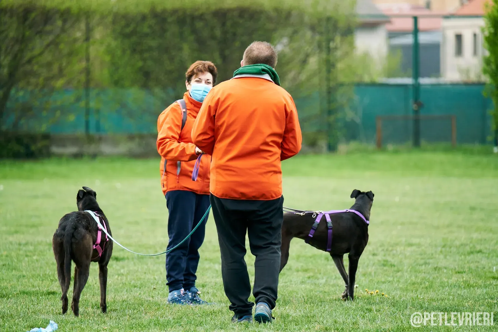 Flavia greyhound ironlady adozione levrieri foster 2