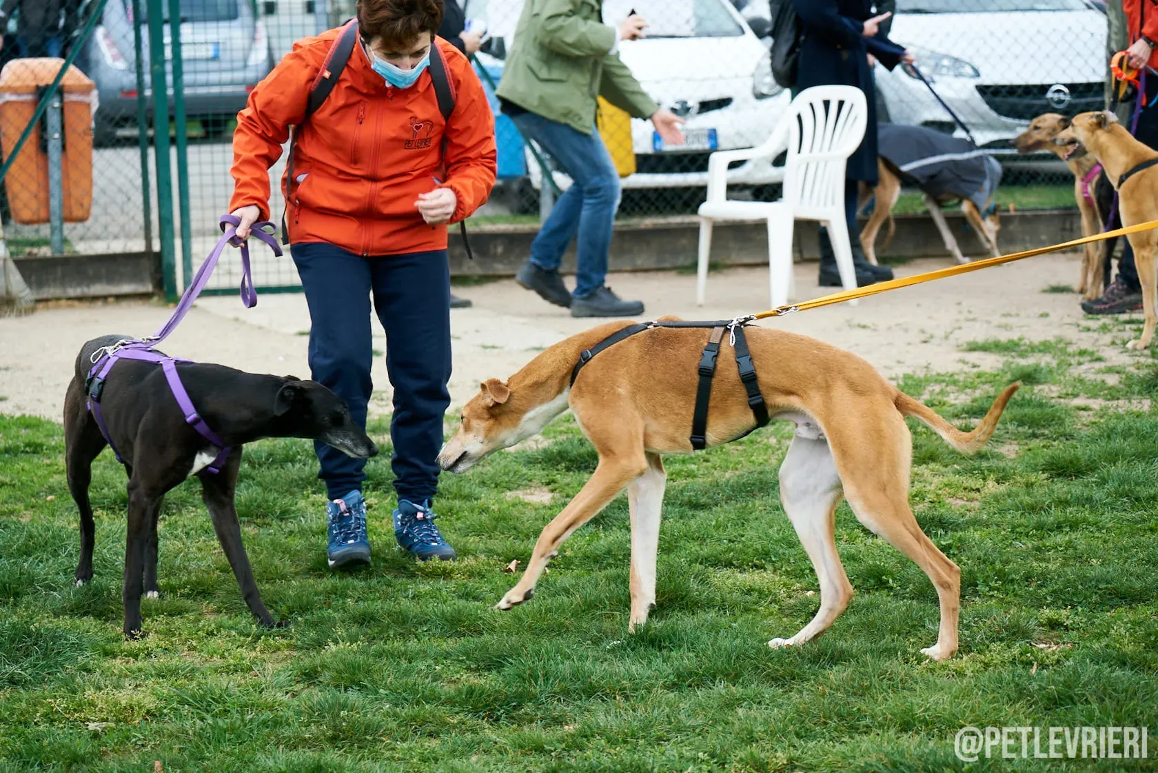 Flavia greyhound ironlady adozione levrieri foster 5