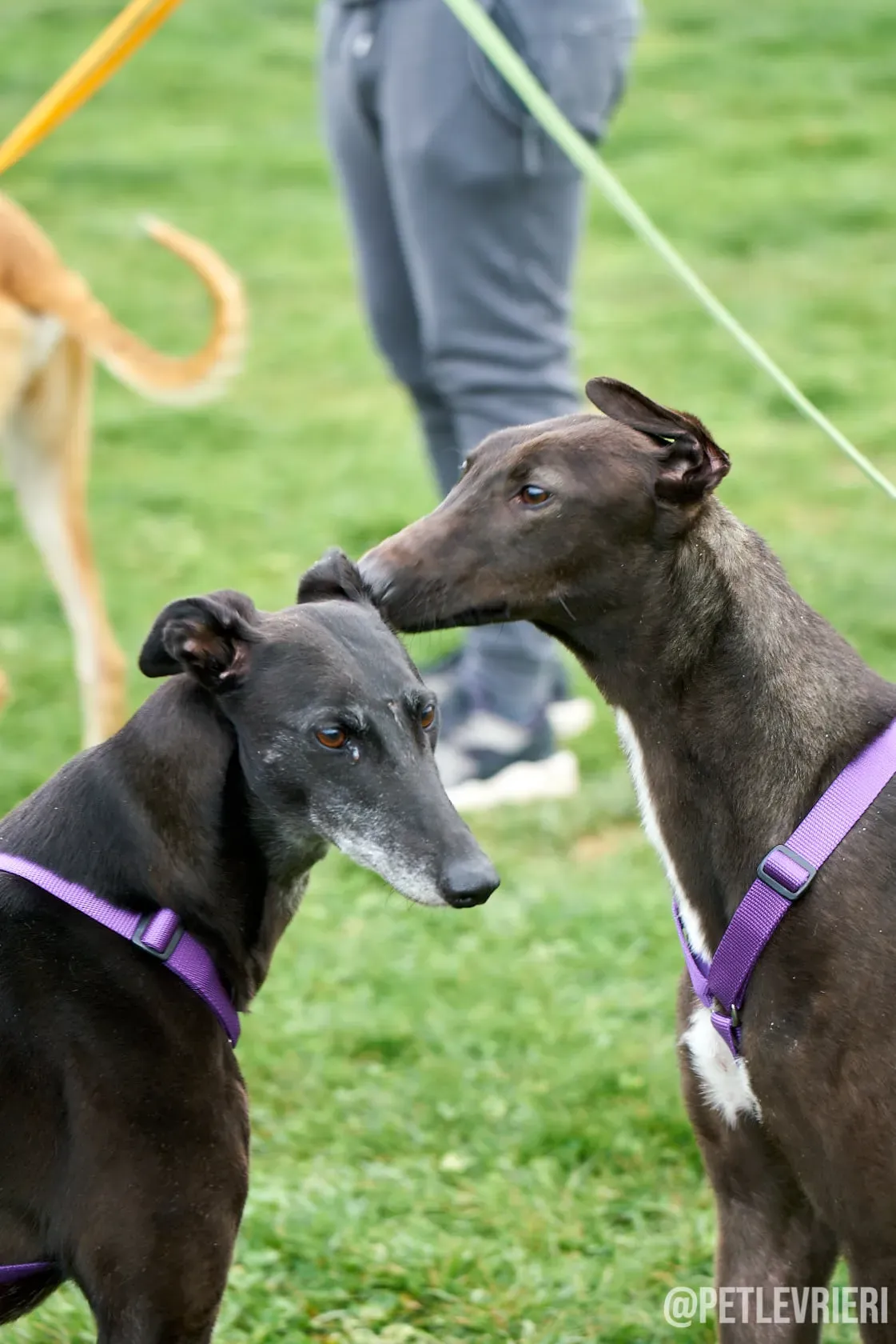 Flavia greyhound ironlady adozione levrieri foster 6