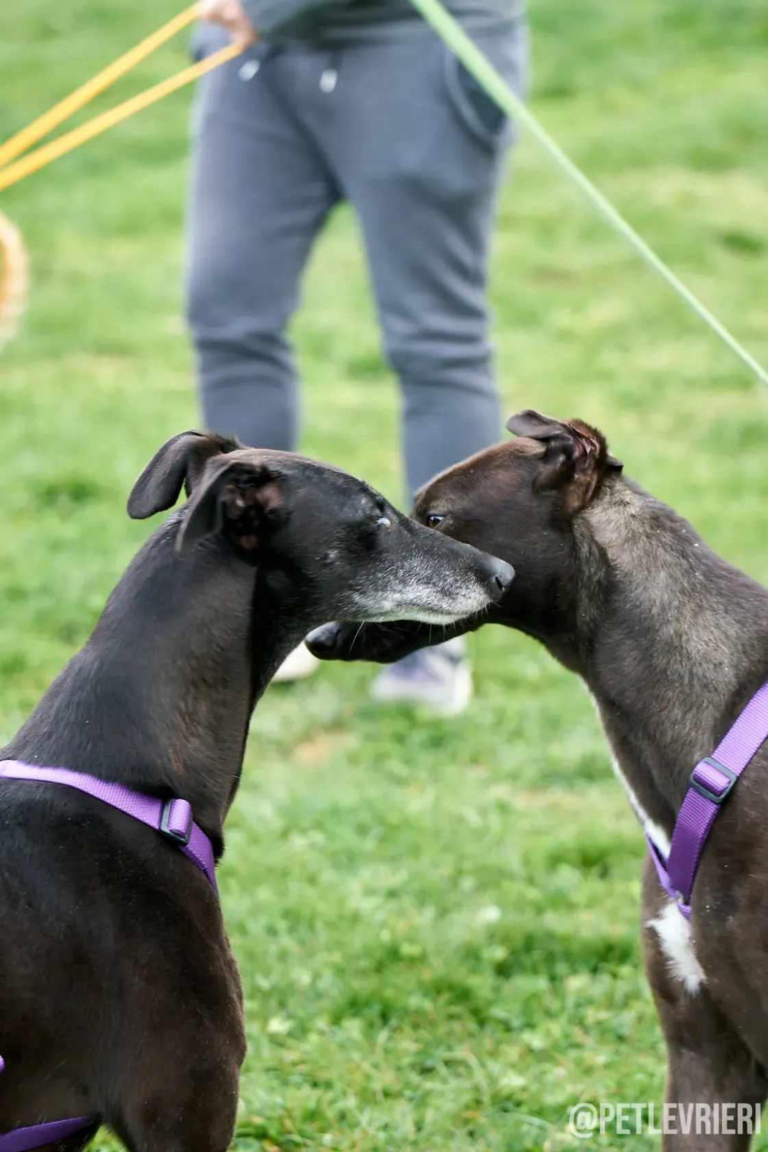Flavia greyhound ironlady adozione levrieri foster 7