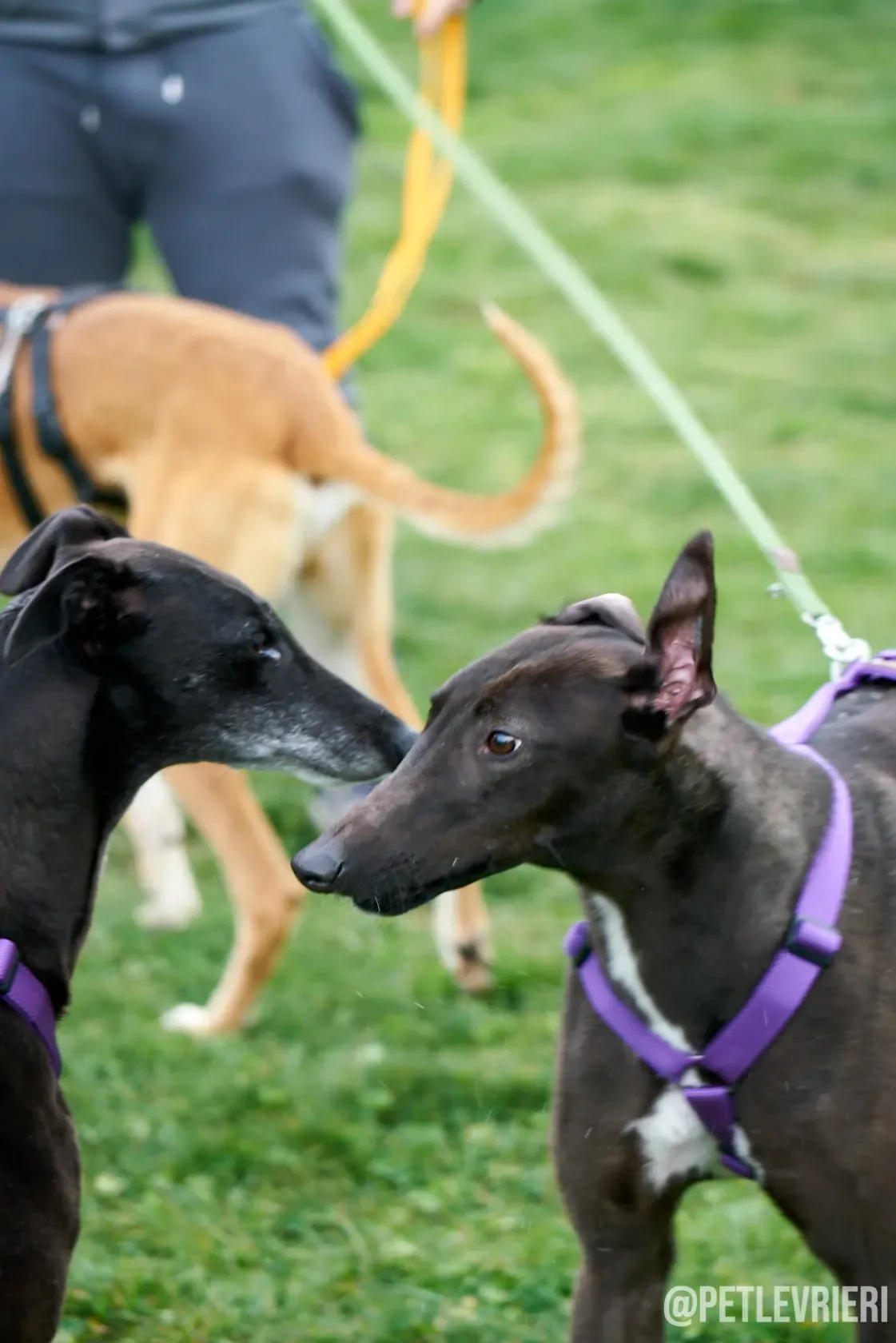 Flavia greyhound ironlady adozione levrieri foster 8