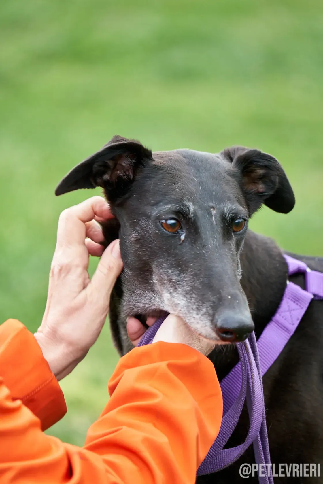 Flavia greyhound ironlady adozione levrieri foster 9