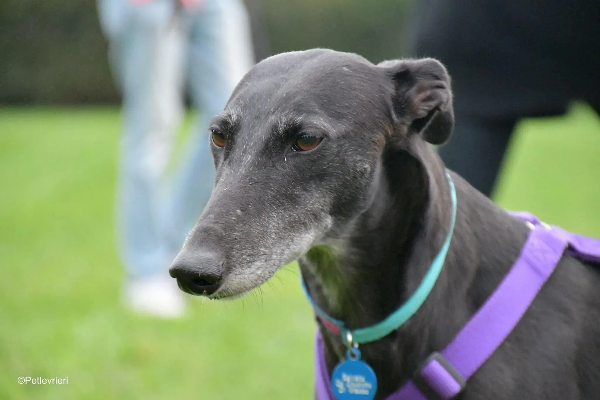 Flavia greyhound blackdog fosterhome 1
