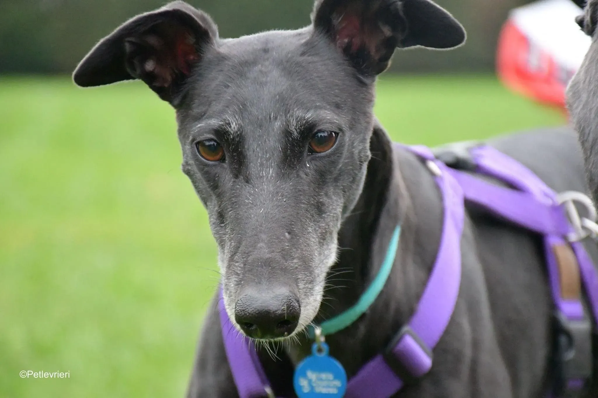 Flavia greyhound blackdog fosterhome 2