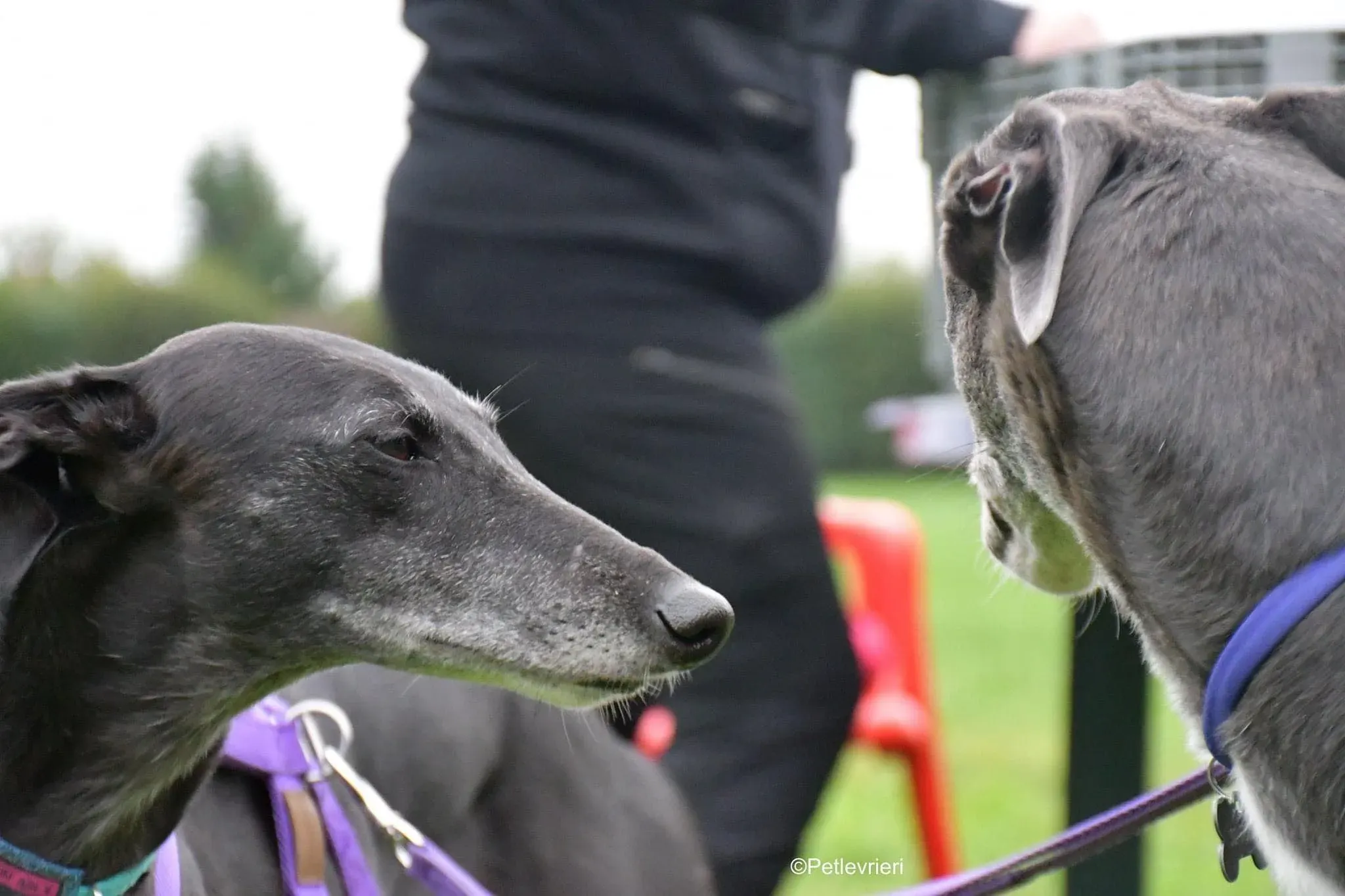 Flavia greyhound blackdog fosterhome 3