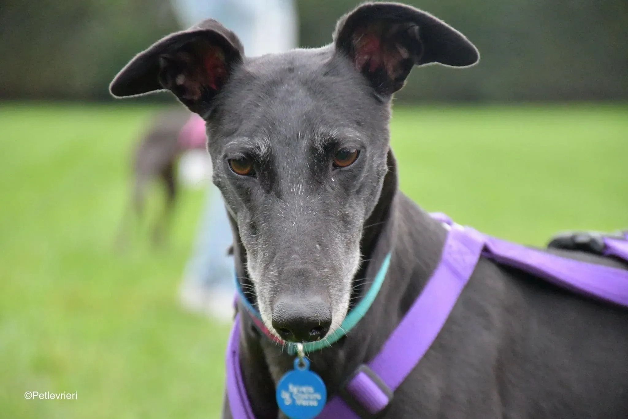 Flavia greyhound blackdog fosterhome 4