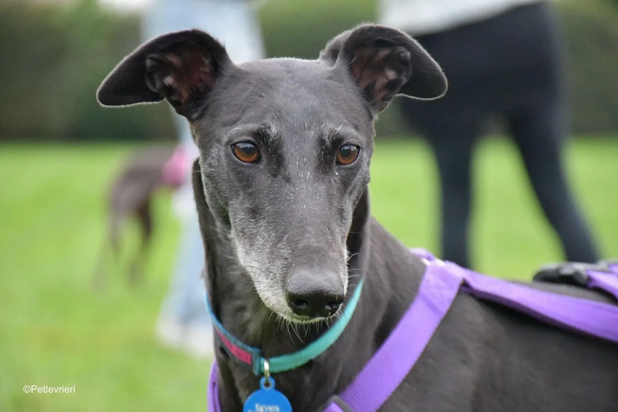 Flavia greyhound blackdog fosterhome 6