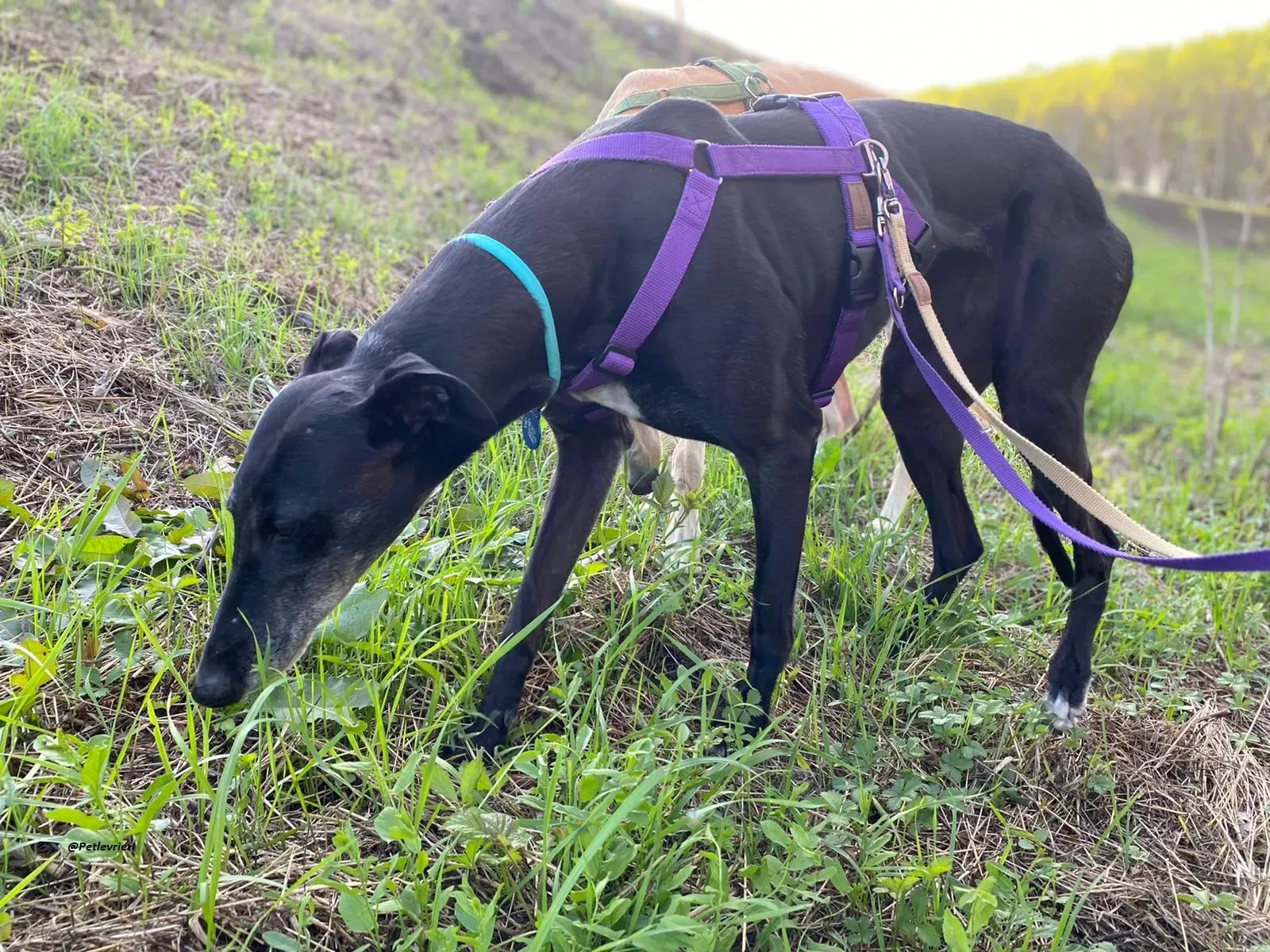 Flavia lady adozione levrieri blackdog foster 1