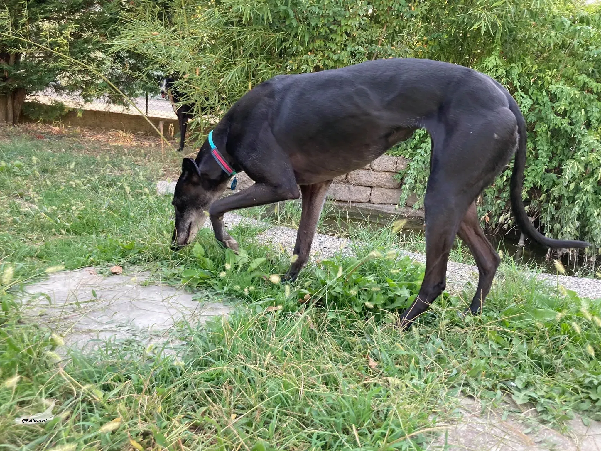 Flavia lady adozione levrieri blackdog foster 5