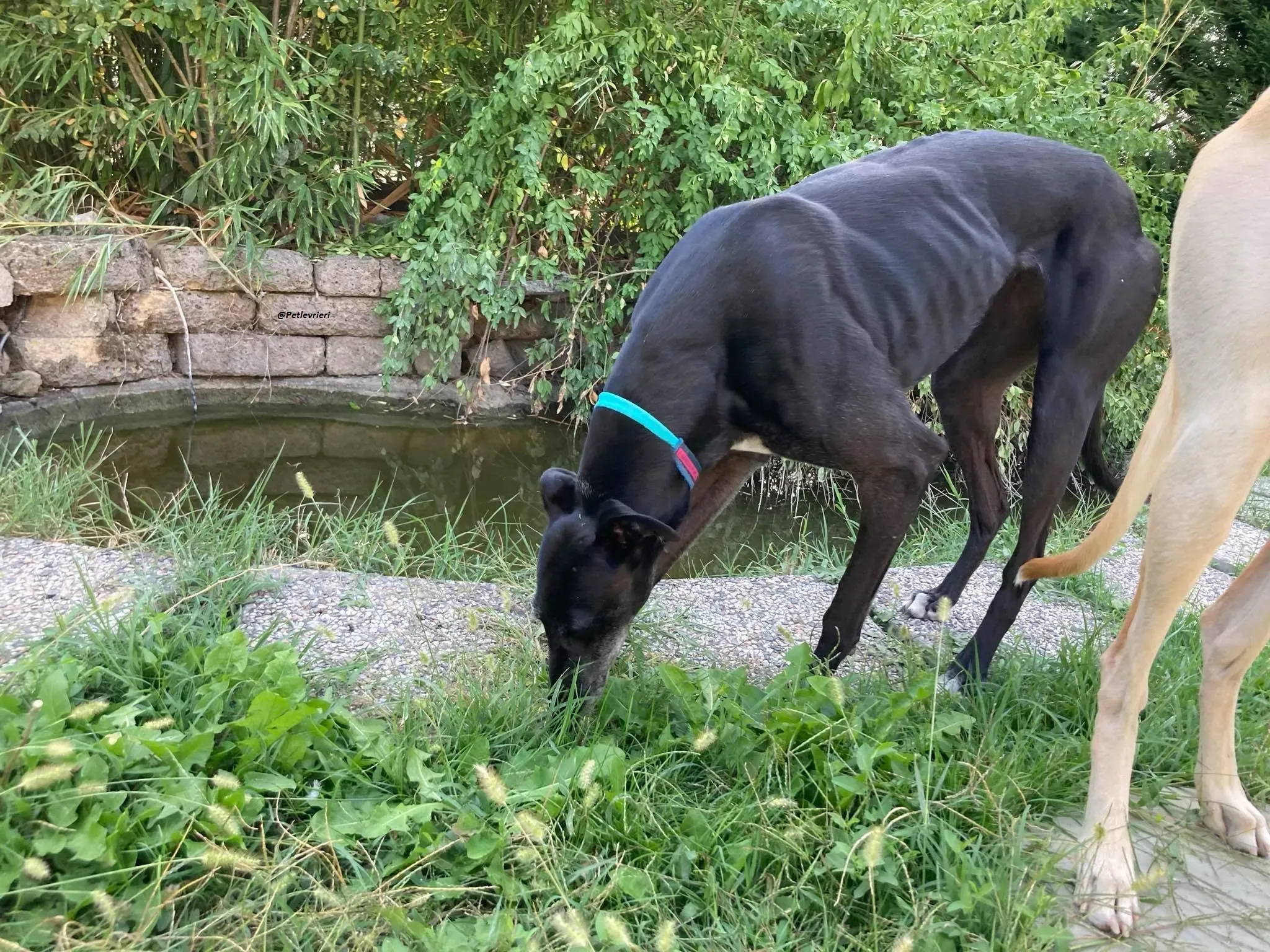 Flavia lady adozione levrieri blackdog foster 6