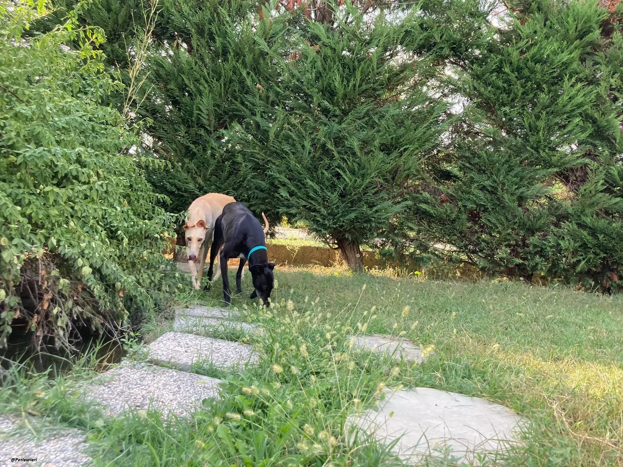 Flavia lady adozione levrieri blackdog foster 7