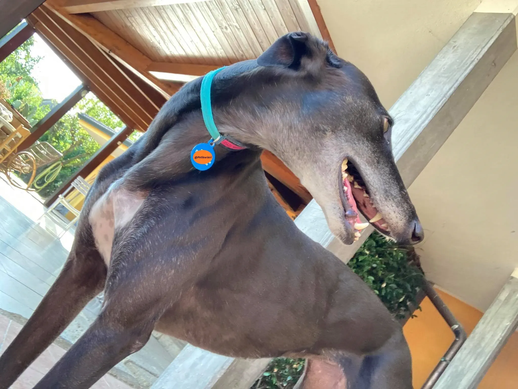 Flavia lady adozione levrieri blackdog foster 8