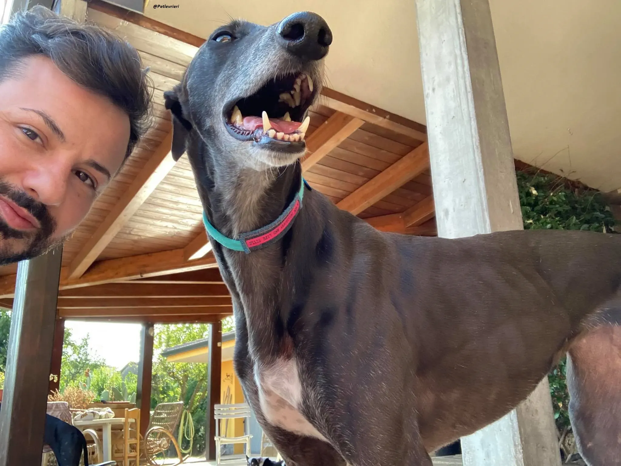 Flavia lady adozione levrieri blackdog foster 1