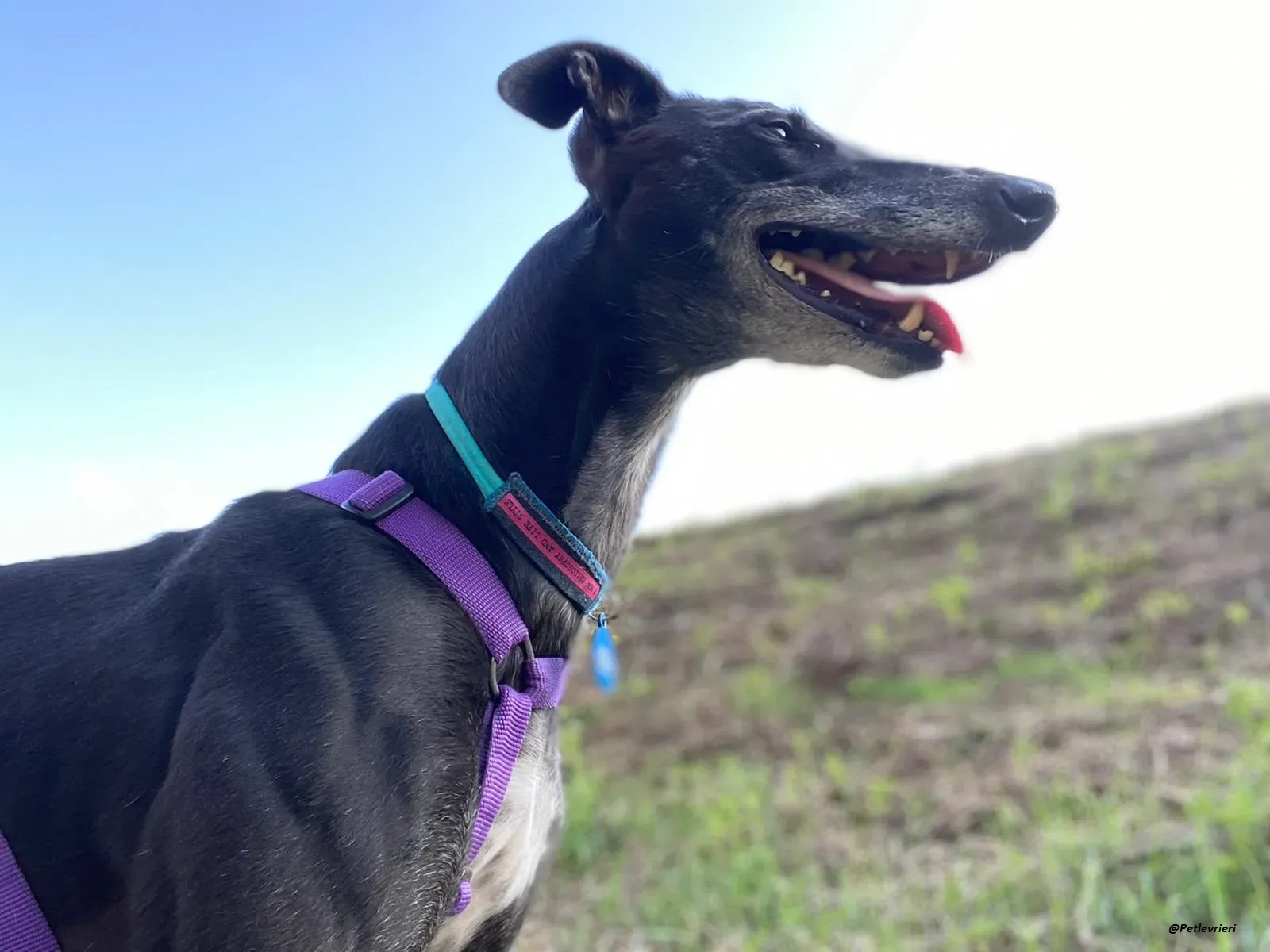 Flavia lady adozione levrieri blackdog foster 2