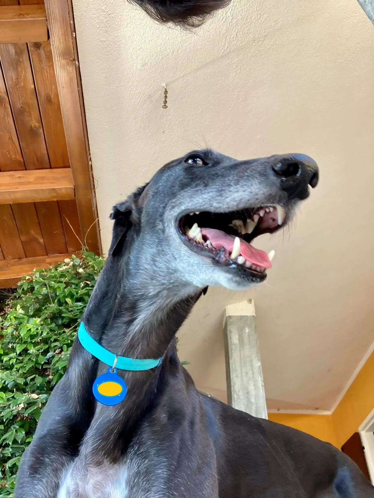 Flavia lady adozione levrieri blackdog foster 2