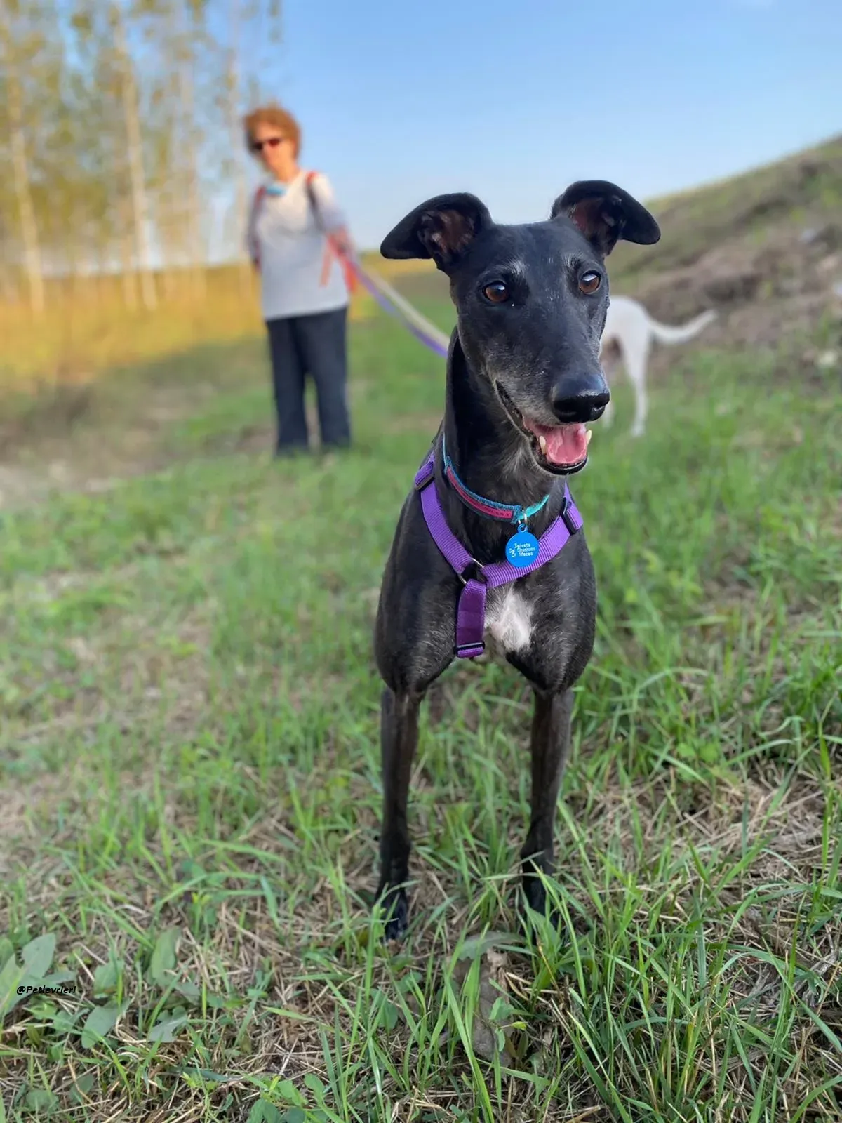 Flavia lady adozione levrieri blackdog foster 3