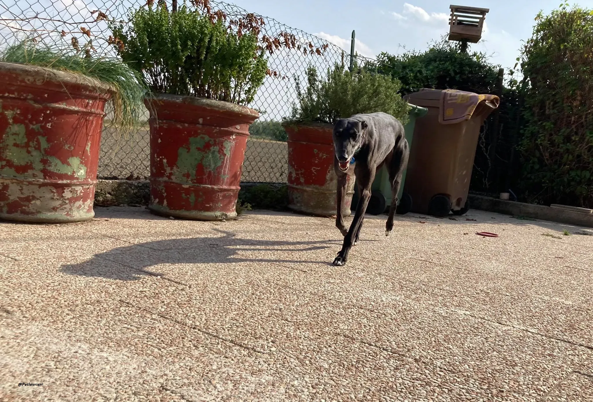 Flavia lady adozione levrieri blackdog foster 3
