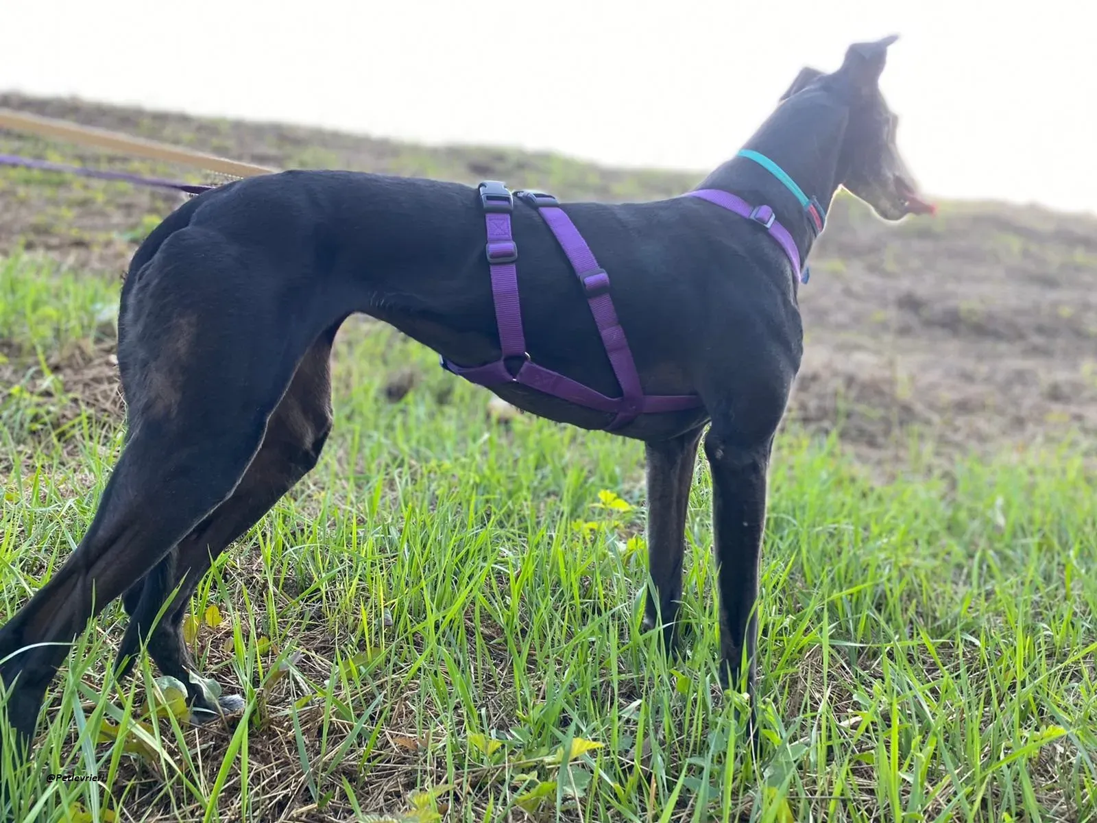Flavia lady adozione levrieri blackdog foster 4
