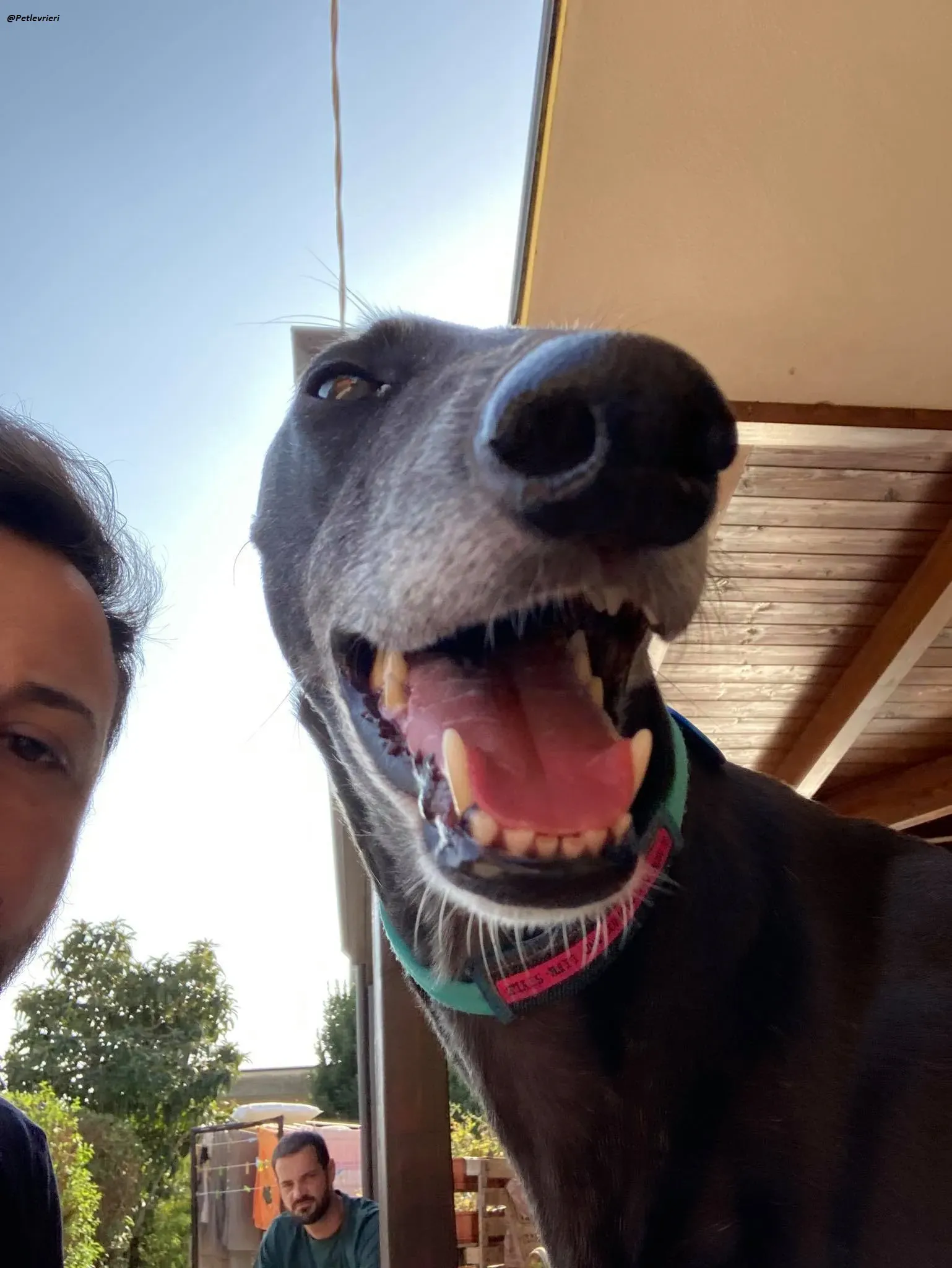 Flavia lady adozione levrieri blackdog foster 4