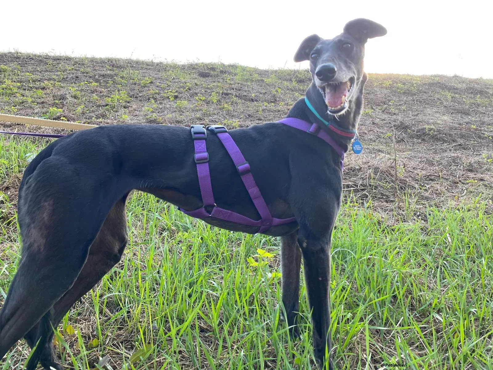Flavia lady adozione levrieri blackdog foster 5
