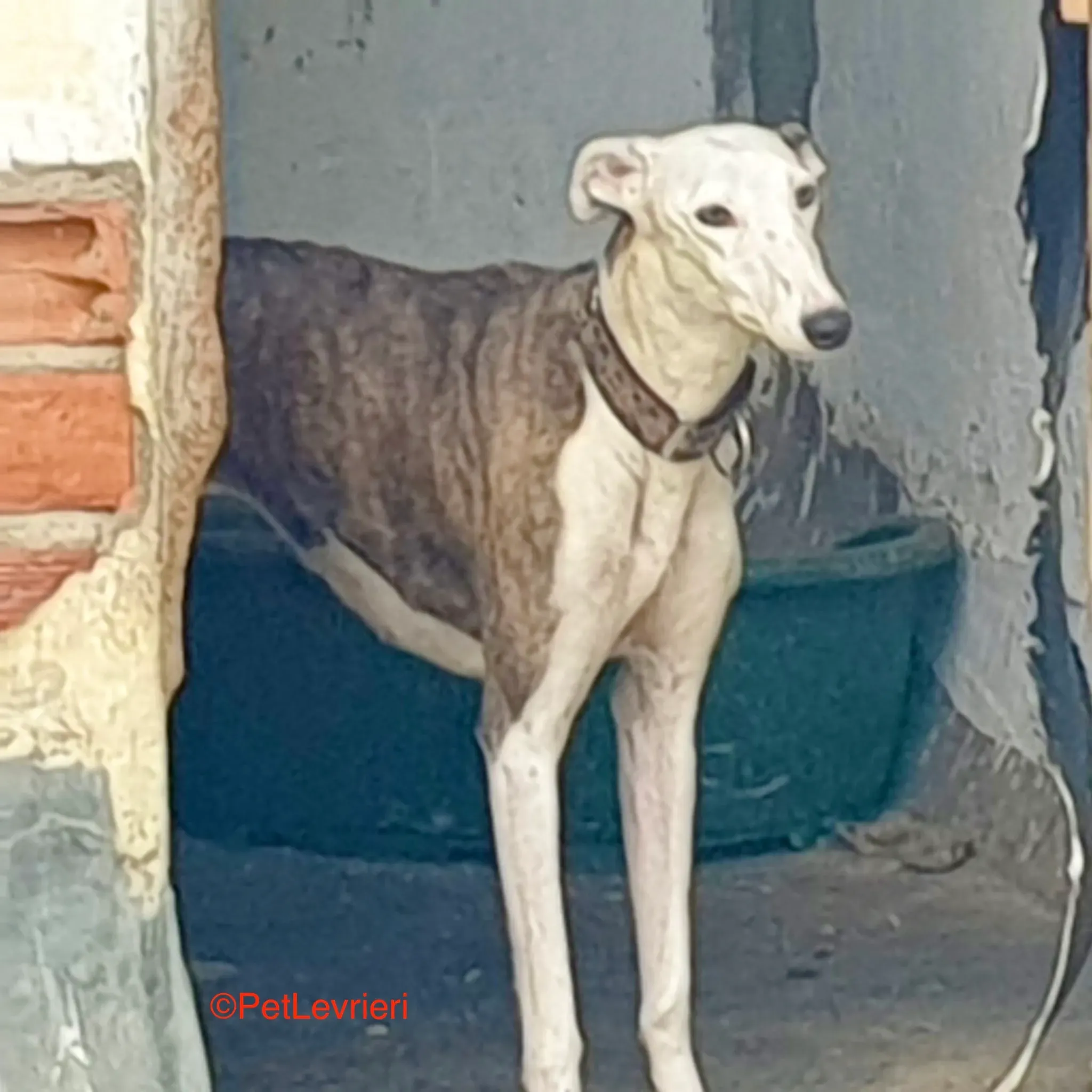 Flecha adozione galgo pet levrieri onlus 1
