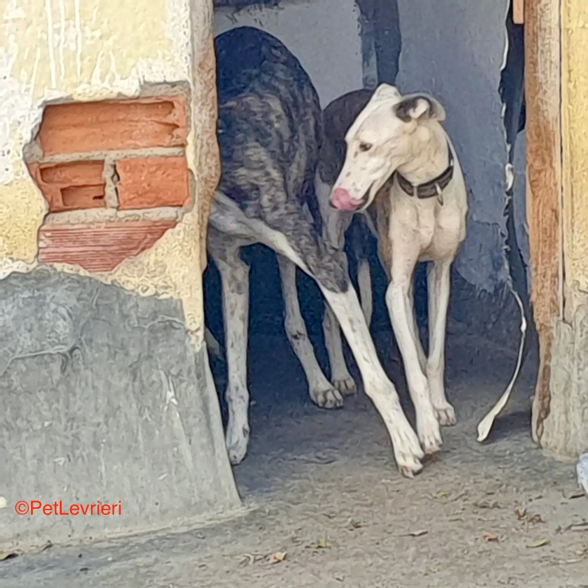 Flecha adozione galgo pet levrieri onlus 2