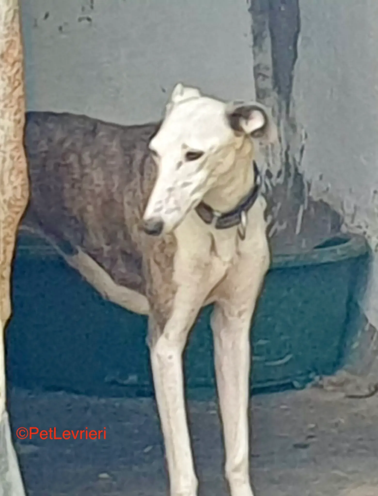 Flecha adozione galgo pet levrieri onlus 3