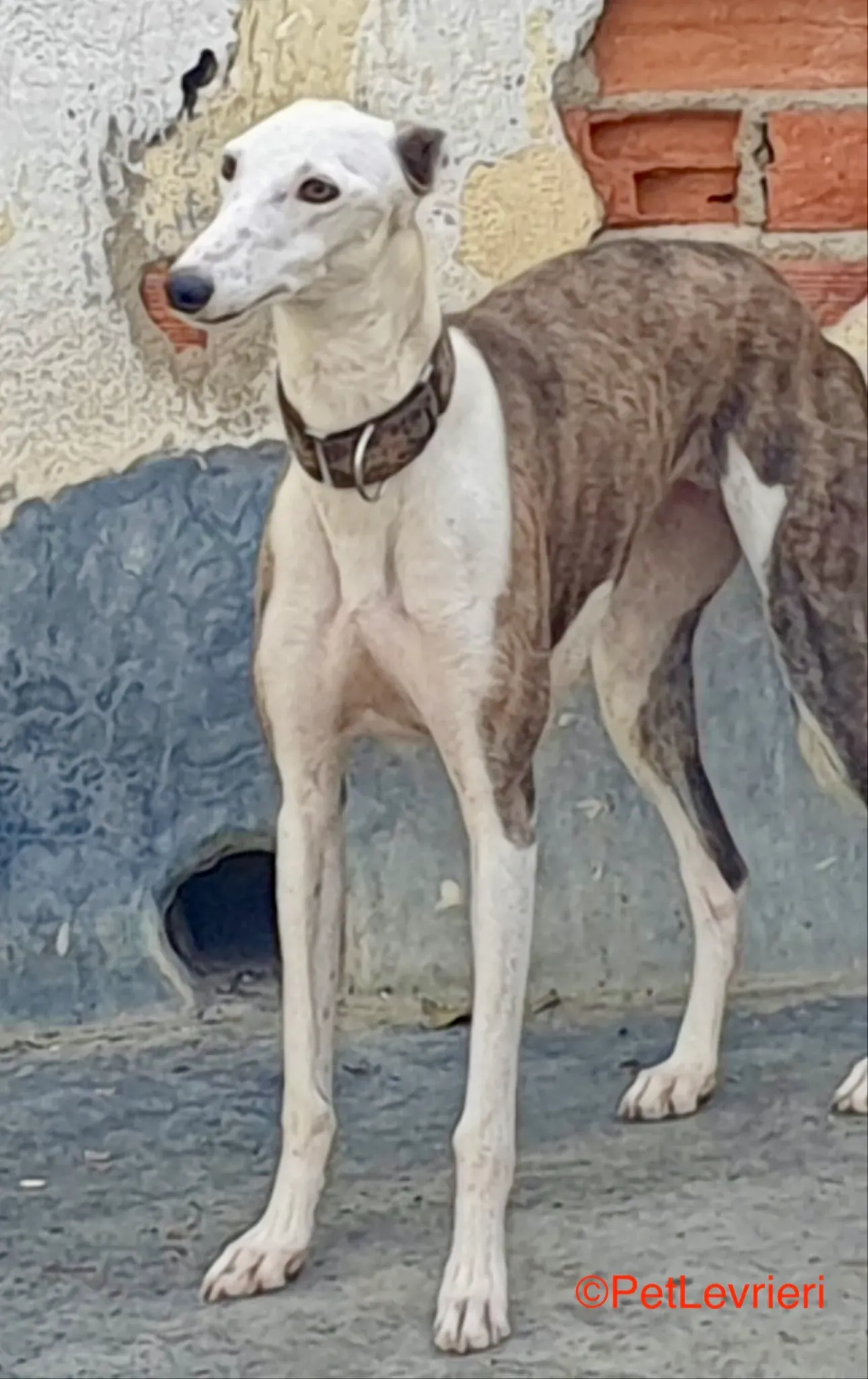 Flecha adozione galgo pet levrieri onlus 4