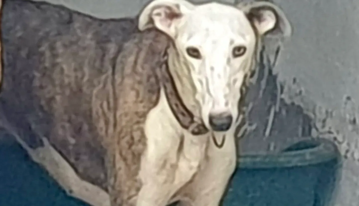 Flecha adozione galgo pet levrieri onlus 5 e1690294363990