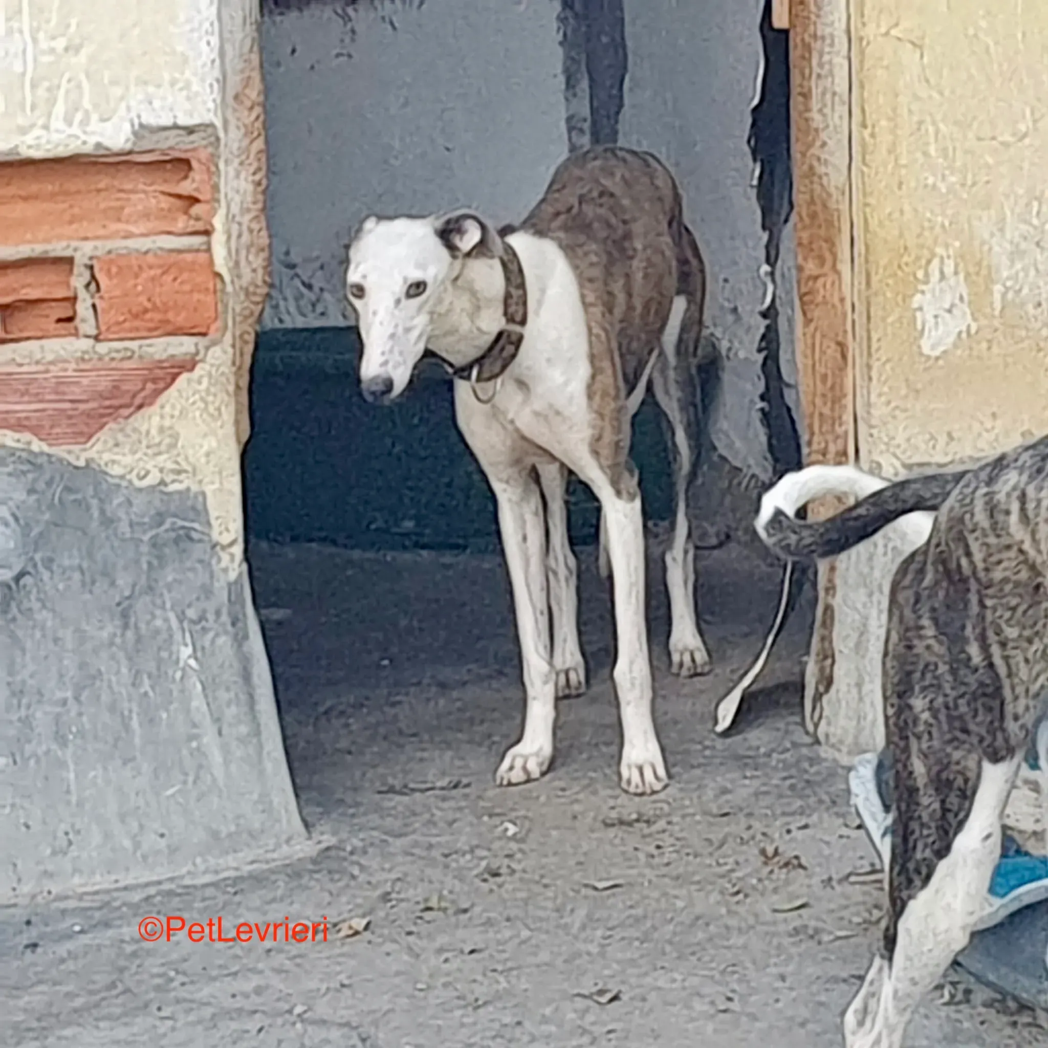 Flecha adozione galgo pet levrieri onlus 6