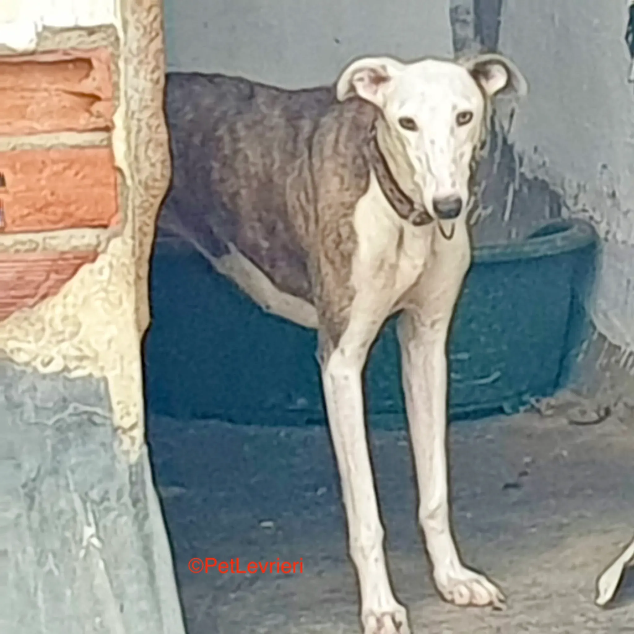 Flecha adozione galgo pet levrieri onlus 7