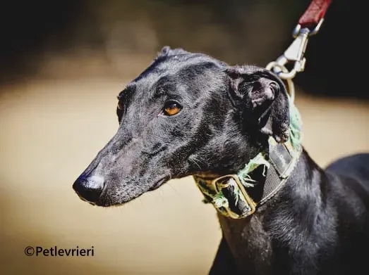 Flor galgo adozione pet levrieri onlus 1