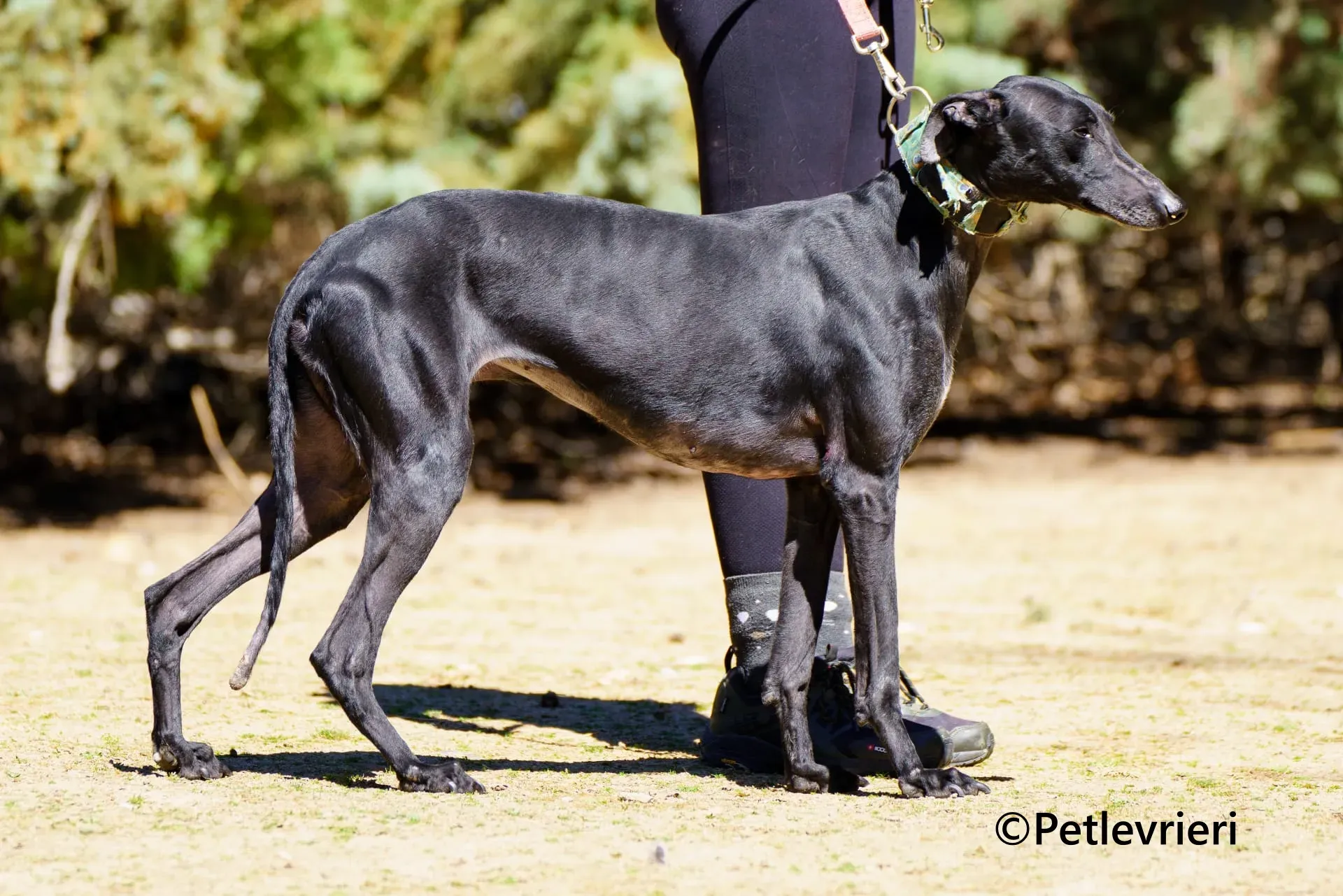 Flor galgo adozione pet levrieri onlus 2