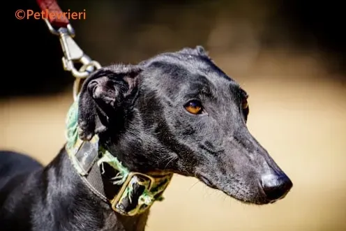 Flor galgo adozione pet levrieri onlus 3 1