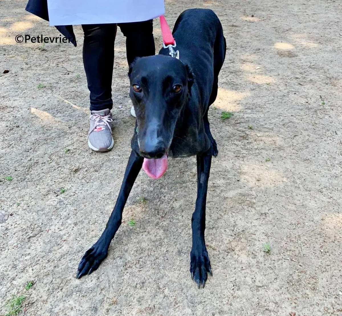 Flor galgo adozione pet levrieri onlus 4