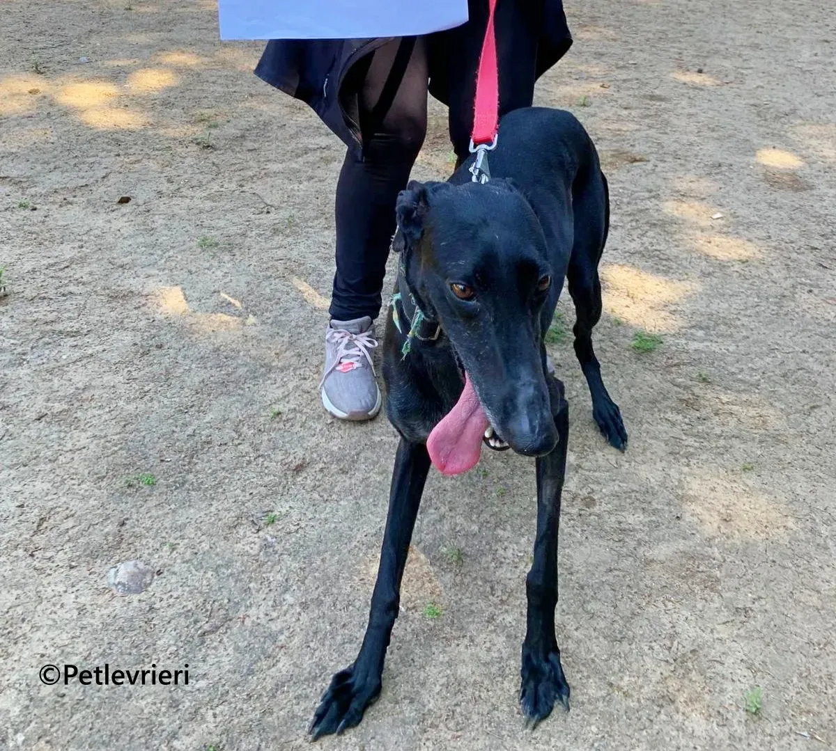 Flor galgo adozione pet levrieri onlus 5