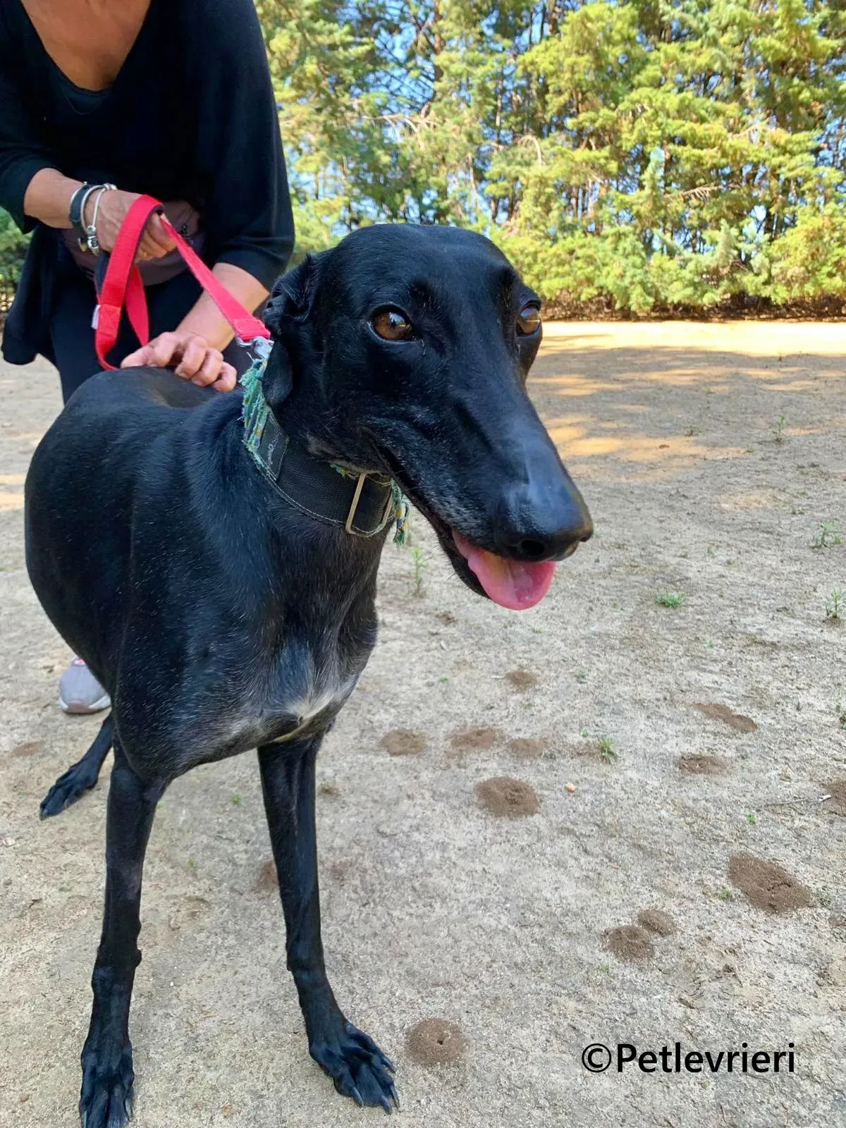 Flor galgo adozione pet levrieri onlus 6