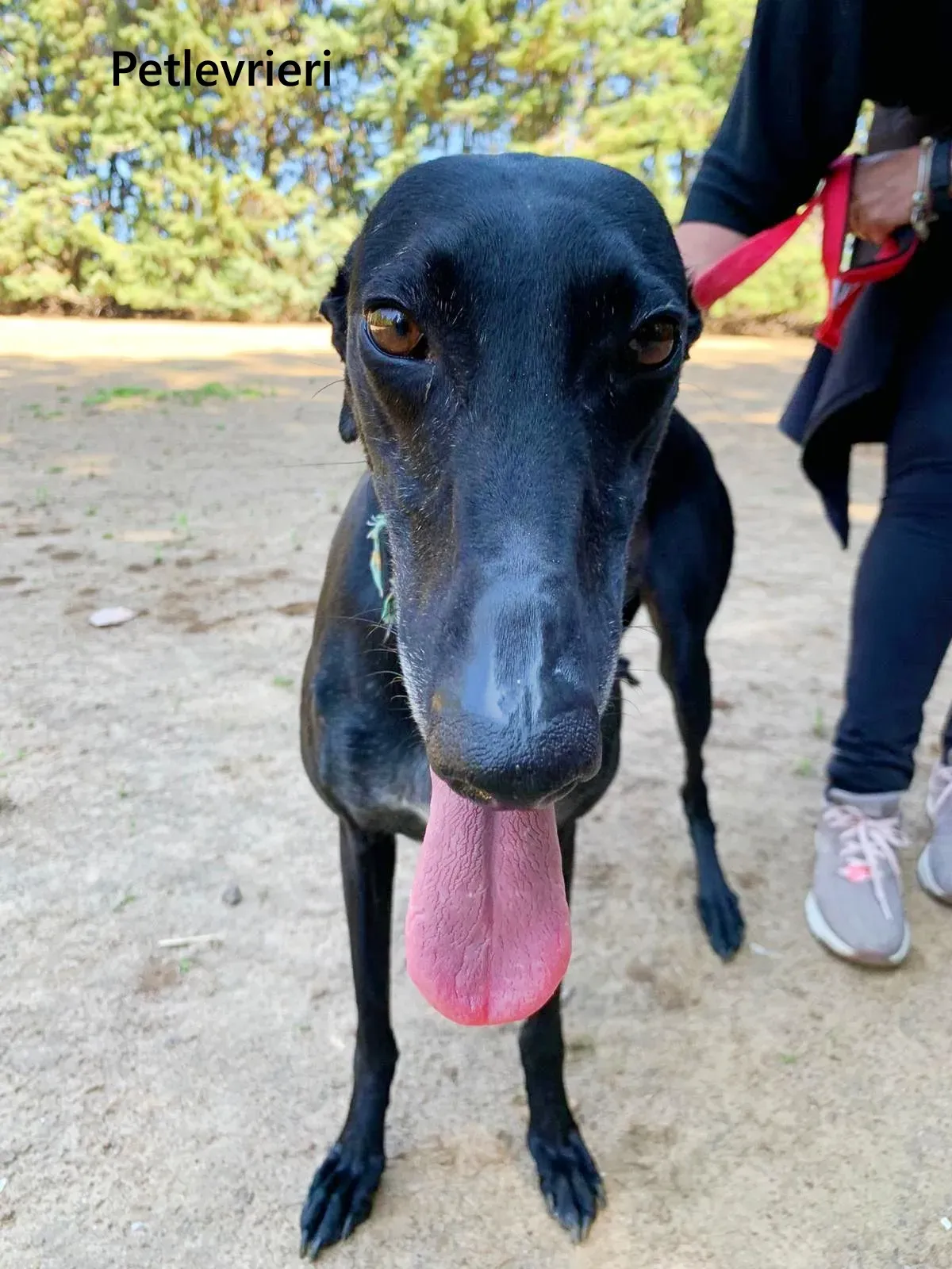 Flor galgo adozione pet levrieri onlus 7