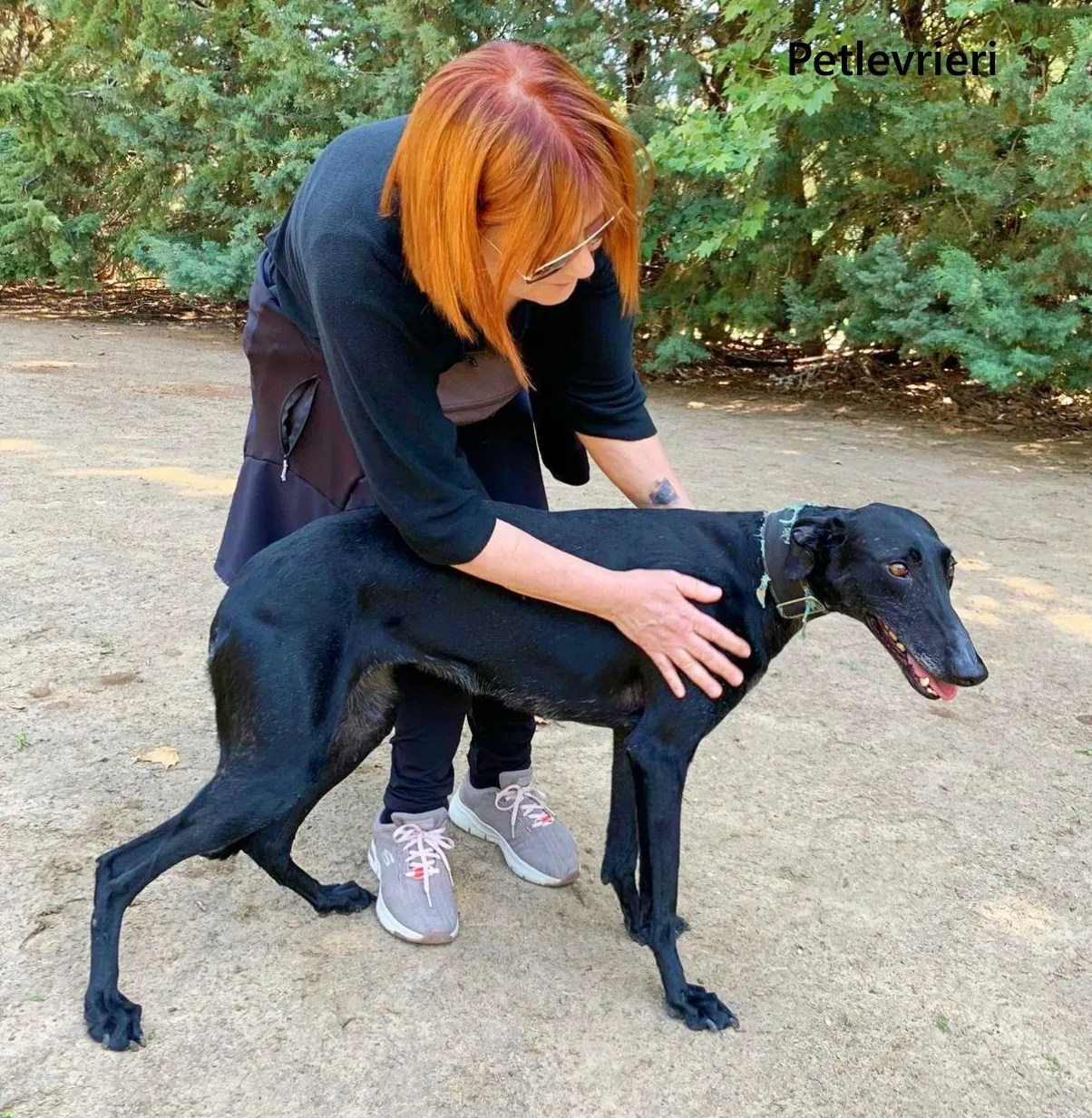 Flor galgo adozione pet levrieri onlus 8